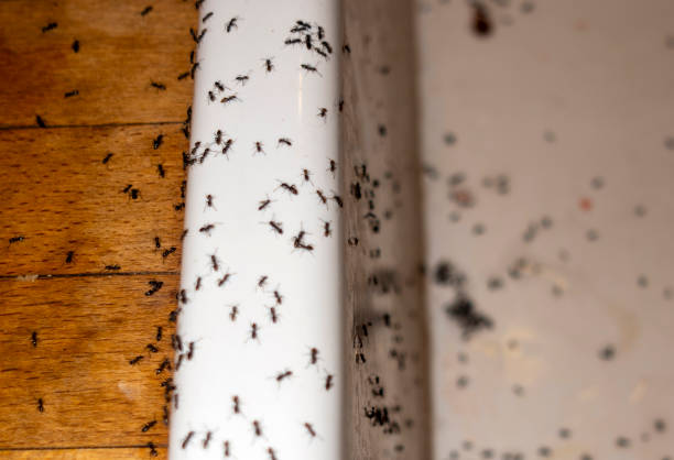 Best Bed Bug Extermination  in Wellsville, MO