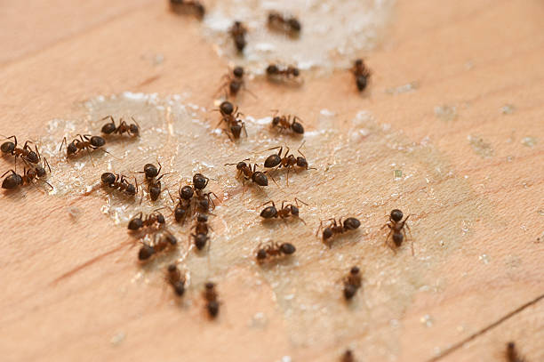 Best Wildlife Control Services  in Wellsville, MO